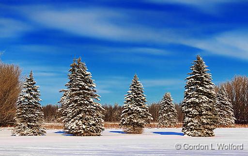 Snowy Pines_20815.jpg - Photographed near Smiths Falls, Ontario, Canada.